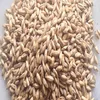 Barley Supply, Barley for Barley Feed, Malted Barley