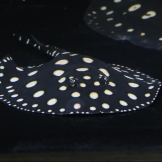 live decorative aquarium black diamond leopoldi stingray fish.