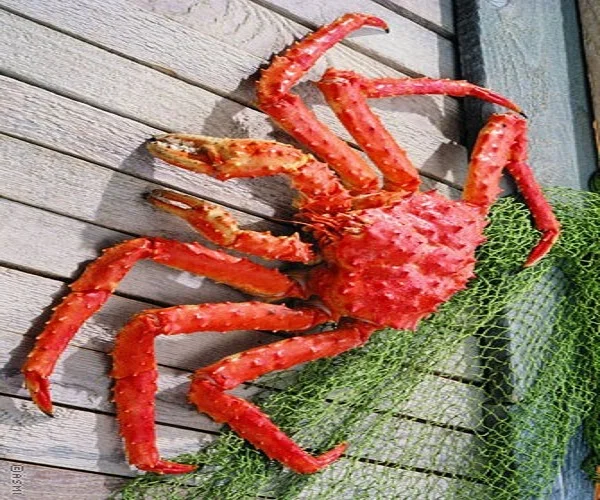 quality russian king crabs/live red king crab/fresh king crab