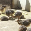 /product-detail/healthy-ready-stocks-ostrich-chicks-for-sale-62001963346.html