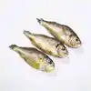 Frozen 100% net weight yellow croaker big size fish by manufacturer