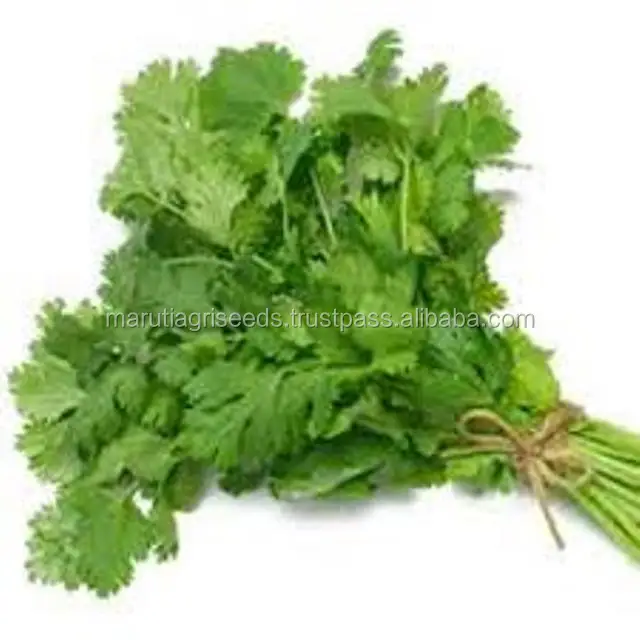 coriander leaves size