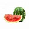 Fresh Watermelon / Indian Fresh Quality Watermelon / Indian Watermelon