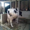 Healthy Live Dairy Cows and Pregnant Holstein Heifers Cow/Boer Goats, Live Sheep, Cattle, Lambs forsale at a low