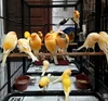 /product-detail/live-beautiful-canary-birds-yorkshire-canary-birds-finches-62006370233.html