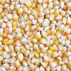 High quality Yellow Corn for human consumption/Maize for Animal Feed / YELLOW CORN FOR POULTRY FEED