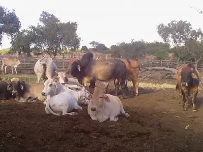 الأبقار البراهمان الأبيض القديم و 6yrs صحية 5yrs/الذكور والإناث