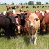 /product-detail/highly-pregnant-dutch-holstein-heifers-cows-holstein-heifers-friesian-cattle-aberdeen-angus-fattening-beef-live-dairy-cows--62007685071.html