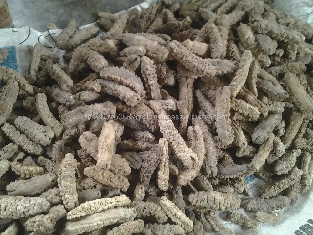 sea cucumbers for sale