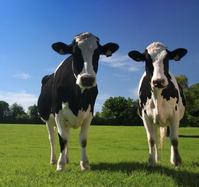جودة الأبقار الألبان الحية والحوامل هولشتاين السناج