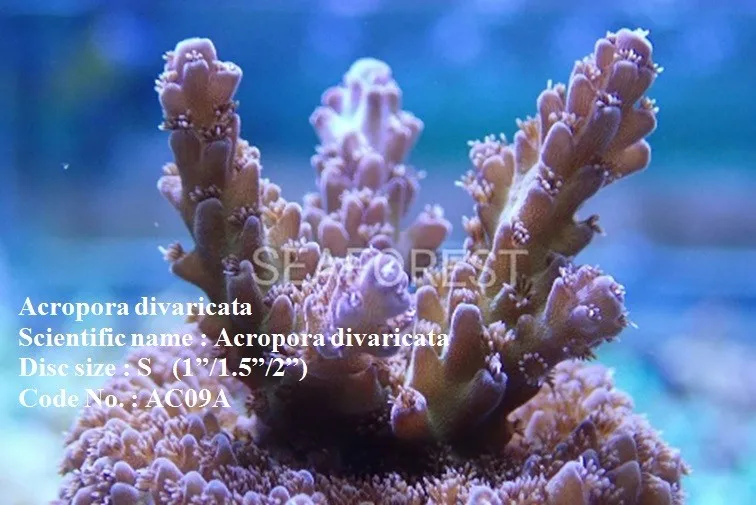 live sps beautiful aquarium decoration hard coral acropora