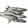 Frozen Fresh Sardine Fish , sardine for canning , sardine for feed