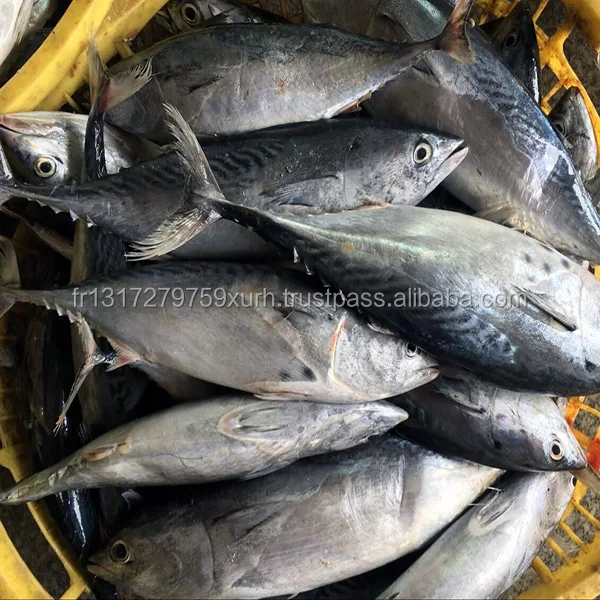 dried fish scales/ tilapia fish scales/ sea bass