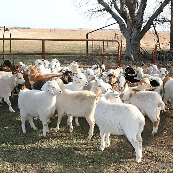 angora goat for sale