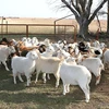 Pure Breed Boer Goats / Live Boer Goats Male and angora goat for sale