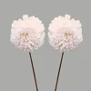 Organic Artificial Sola wood flowers on Stick in Dried flowers