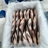 Lowest price & Best quality Wholesale Tilapia fish