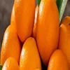 Fresh Oranges fruit green as export oranges