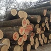 Red oak veneer logs / sliced logs