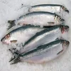 /product-detail/frozen-whole-round-sea-frozen-herring-fish-62000394137.html