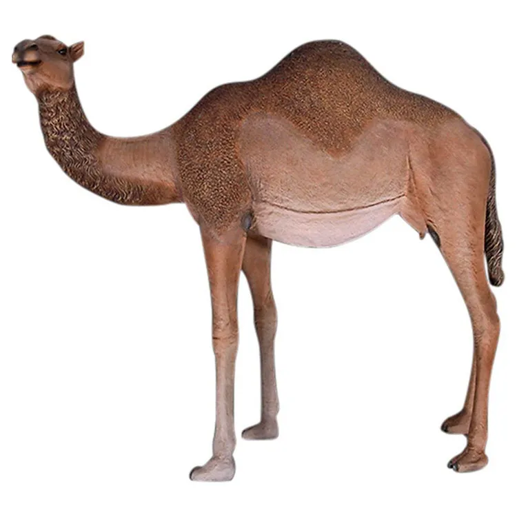 camel (10).jpg