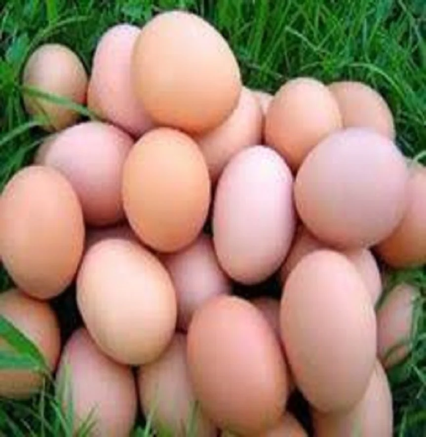 FARM FRESH TABLE CHICKEN EGGS FROM TURKEY