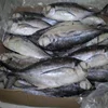 HorseMackerel,Horse Mackerel With Red Tail,Frozen Fish of Pacific Makerel