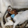 Pure Breed Live Boer Goats