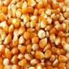 /product-detail/good-quality-non-gmo-yellow-corn-animal-feed-grade-50042466041.html