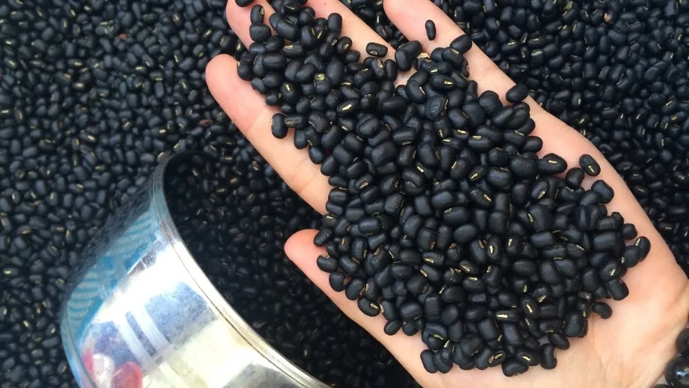 black beans: fresh fruit in viet nam/ good price