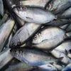 fresh and frozen herring for sale