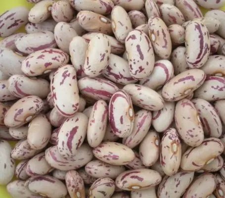 Light Speckled Sugar beans (LSKB) Pinto beans /Black/Red Kidney beans