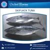 Widely Selling Long Shelf Life Tuna Whole Round Skipjack/ Sea Food
