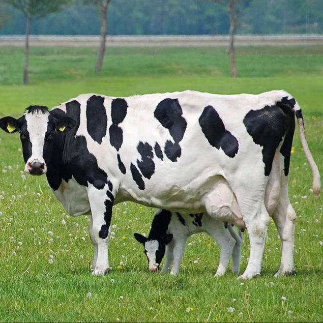 Vacas Holstein de lechería para venta
