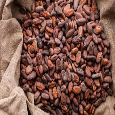 Cocoa/ Cacao/ Chocolate bean