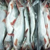 Cheap price Pangasius (basa) fish frozen seafood selling to Africa