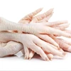 Quality Halal Chicken Feet Frozen Chicken Paws Brazil / brazilian origin at good PRICE