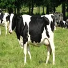 /product-detail/1st-class-pregnant-dutch-holstein-heifers-holstein-heifers-friesian-cattle-aberdeen-angus-fattening-beef-live-dairy-cows--62000619289.html