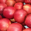 Fresh fruits apples Royal Gala fresh Apples class one Apples Polish origin