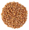 Wholesale Best Price Russian Grain Feed Wheat