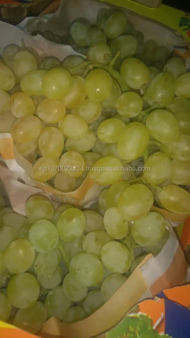 fresh green grapes