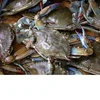 frozen blue swimming crab , Live Mud Crabs wholesale supplier