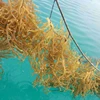 /product-detail/dry-eucheuma-cottonii-sargassum-seaweed-high-quality-ms-holiday-whatsapp-84-845-639-639-62001231272.html