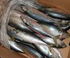 IQF 100-150g whole round fresh frozen seafood mackerel fish