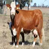/product-detail/simmental-cattle-beef-cattle-aberdeen-angus-fattening-beef-50045502685.html
