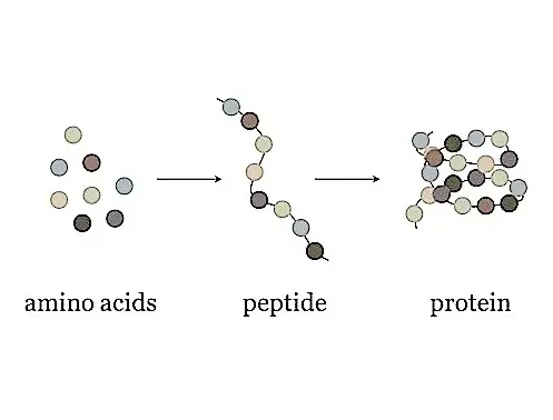 eyoson peptides .png