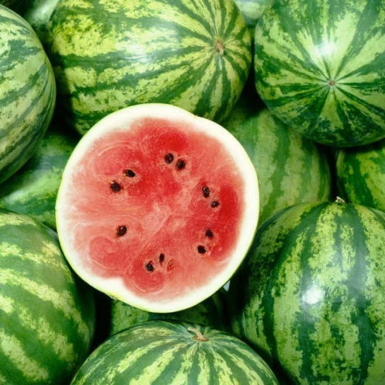 water melon trade