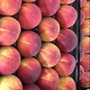 Fresh Peaches Greek origin fresh Peaches for export