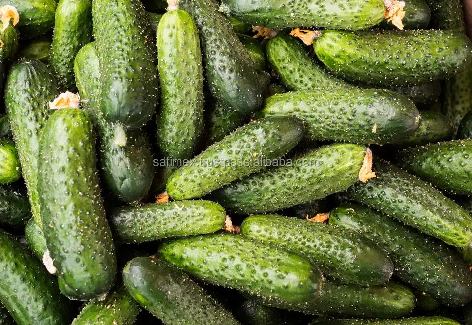 fresh baby cucumber