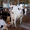 /product-detail/aberdeen-angus-holstein-heifer-brahman-limousin-dairy-livestock-cattle-50038239818.html